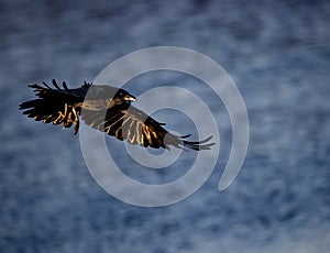Australian Raven in flight at dusk Â 